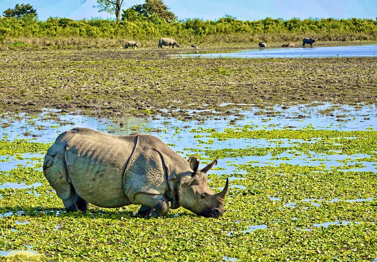 Kaziranga National park witnesses surge of tourism, 2023-24