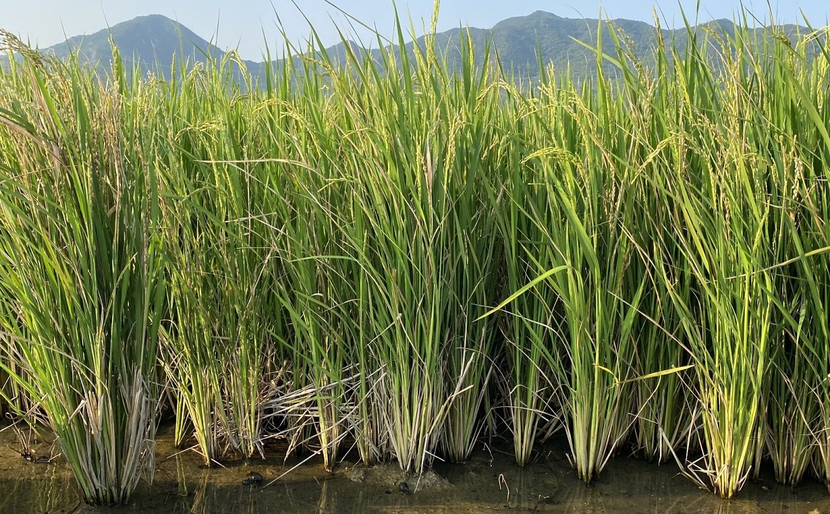 Mer village faces rice shortage after flood