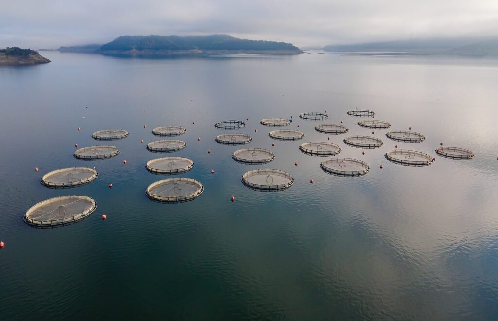 Increased Fish Production 104% surge in fish production signals growth in blue economy - Eastern Echo
