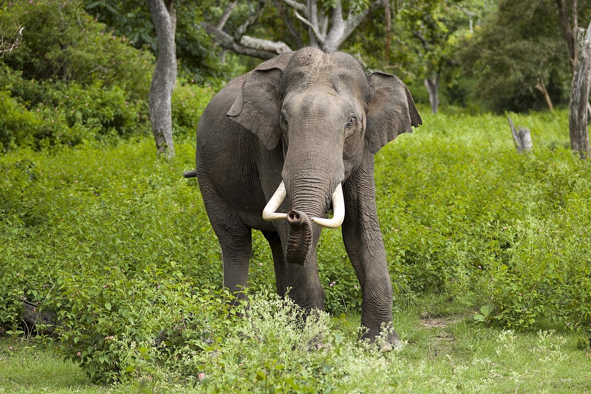 Wild Elephant Kills Man In Tirap