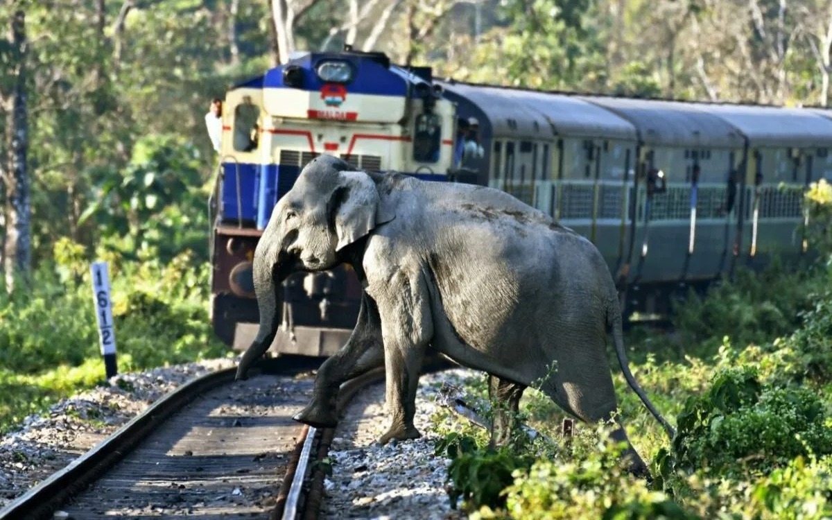 Indian Railways is expanding its AI system to reduce wildlife d*aths on trains