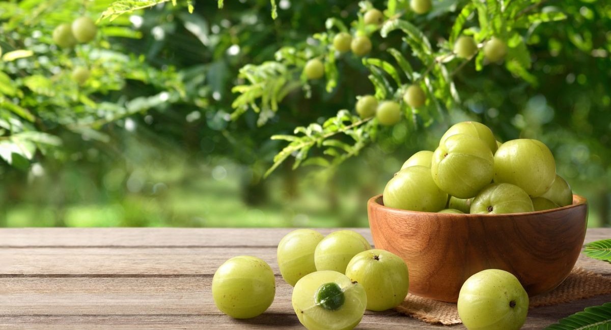 Ancient Ayurveda’s gift: Modern health benefits of Amla