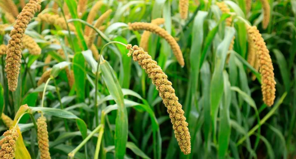 In Namsai, Arunachal, Union MoS calls for attention to millet growing and women’s health