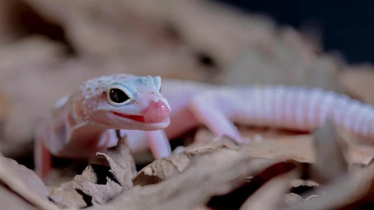 Indian Researchers Announce Discovery of New Gecko Species in Tripura